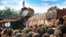 Нигерия увеличит производство пальмового масла за счёт новой стратегии